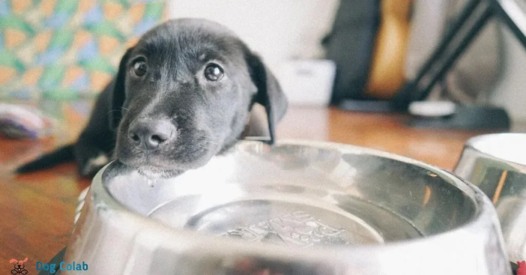 how to stop dog from splashing in water bowl
