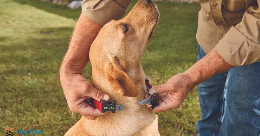 how to put a collar on a dog that never has worn one
