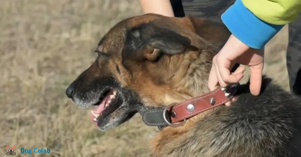 how tight should a collar be on a dog
