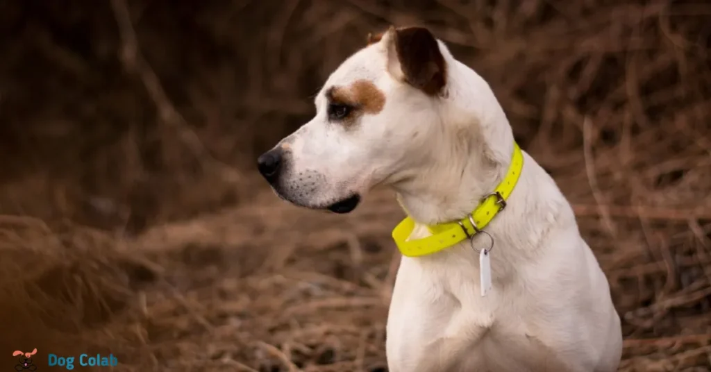 why does my dog want his collar on
