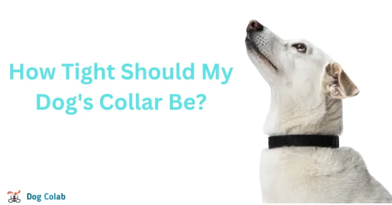 how tight should my dog's collar be