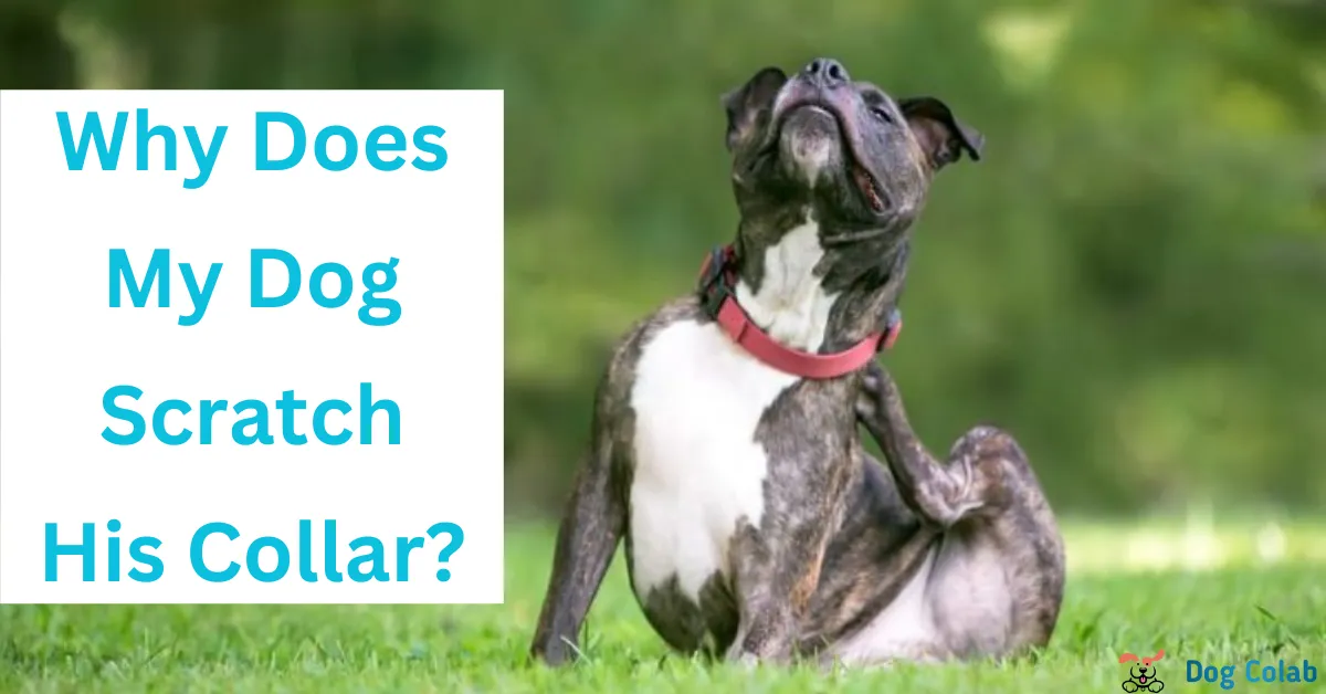 Why Does My Dog Scratch His Collar? (8 Reasons & Solutions)