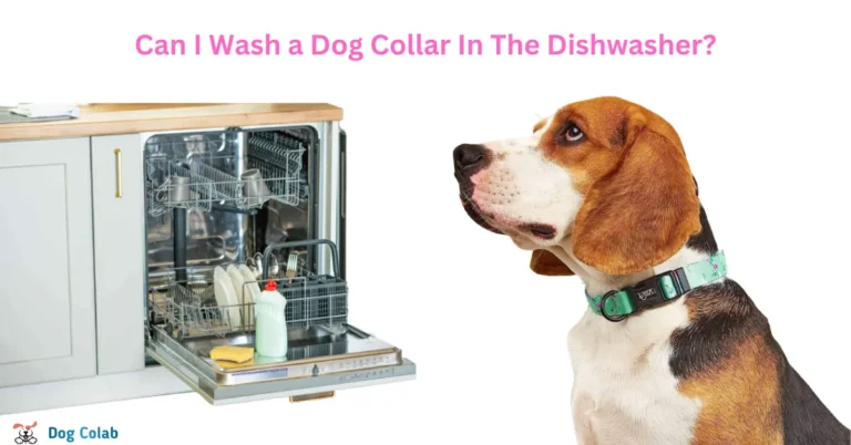 wash dog collar in dishwasher