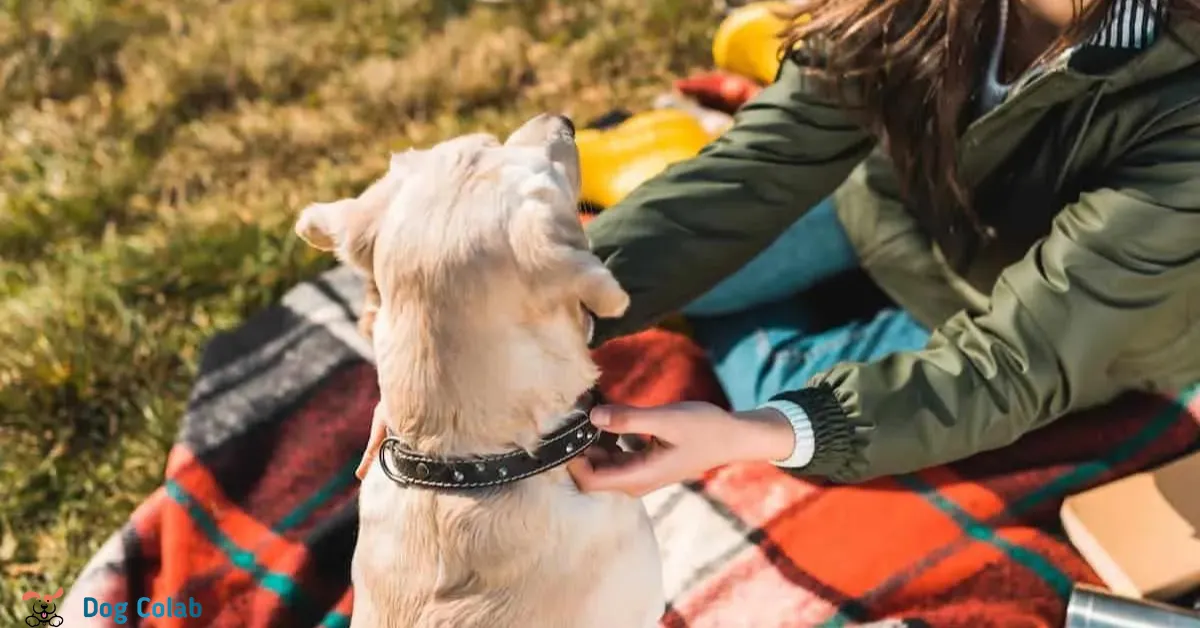 Why Does My Dog Freak Out When I Take His Collar Off?