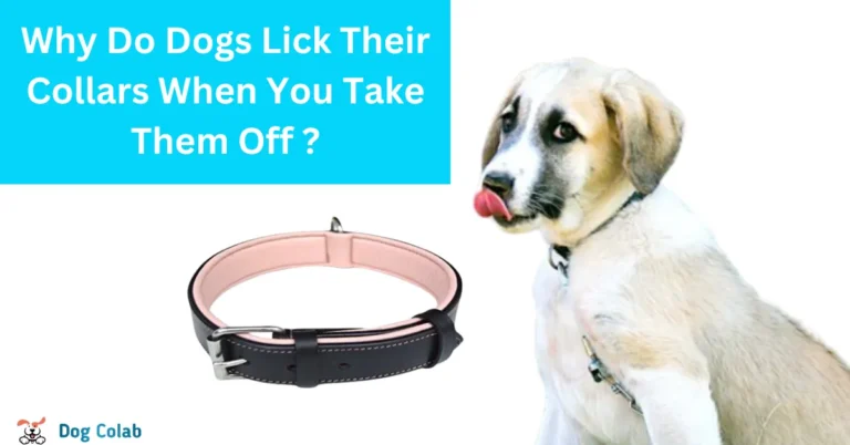 why do dogs lick their collars when you take them off