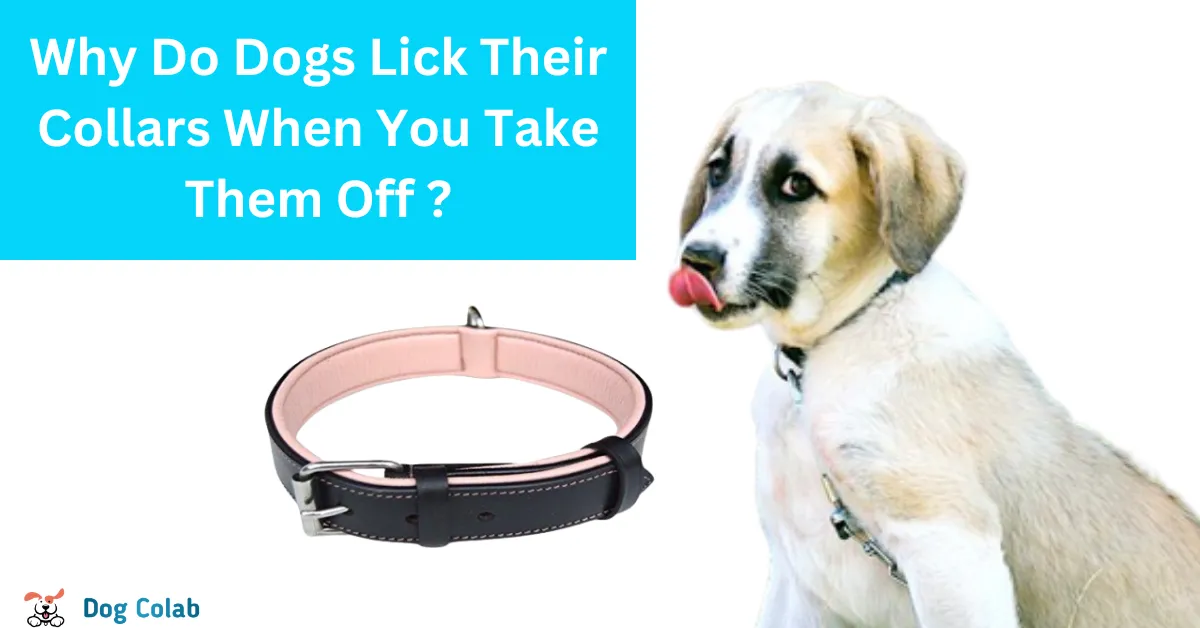 why do dogs lick their collars when you take them off