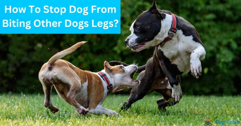 how to stop dog from biting other dogs legs