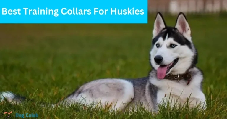 best training collar for huskies