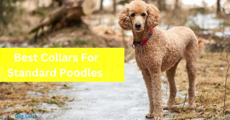 best collars for standard poodles