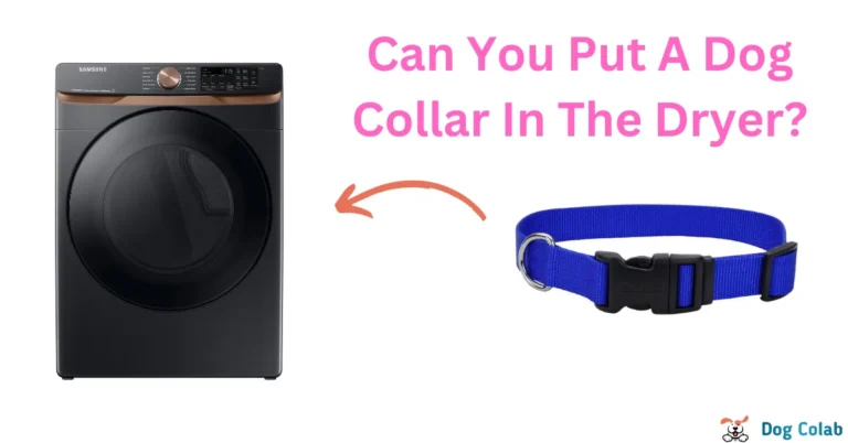 can you put a dog collar in the dryer