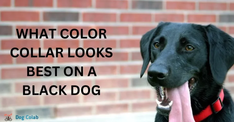 best collar color for black dog