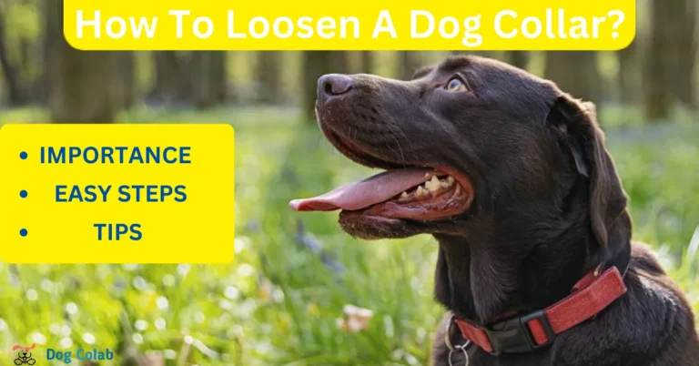 how to loosen a dog collar