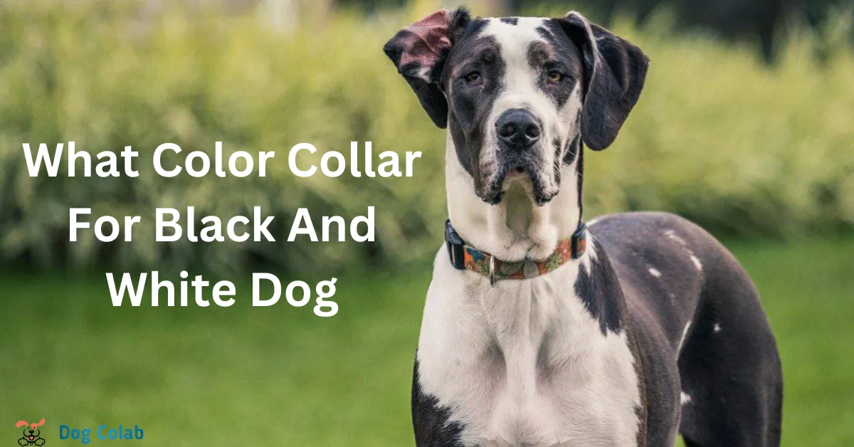 best collar color for black and white dog