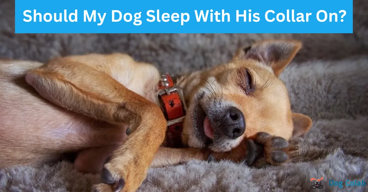 Should My Dog Sleep With His Collar On? (3 Risks) Dogcolab