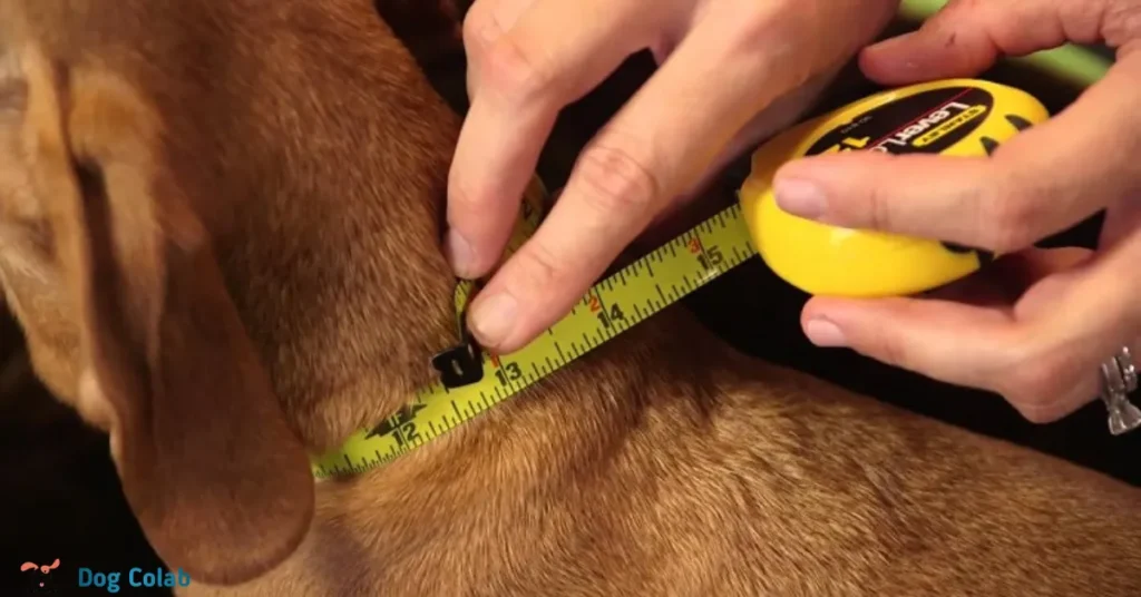 how to adjust a dog collar
