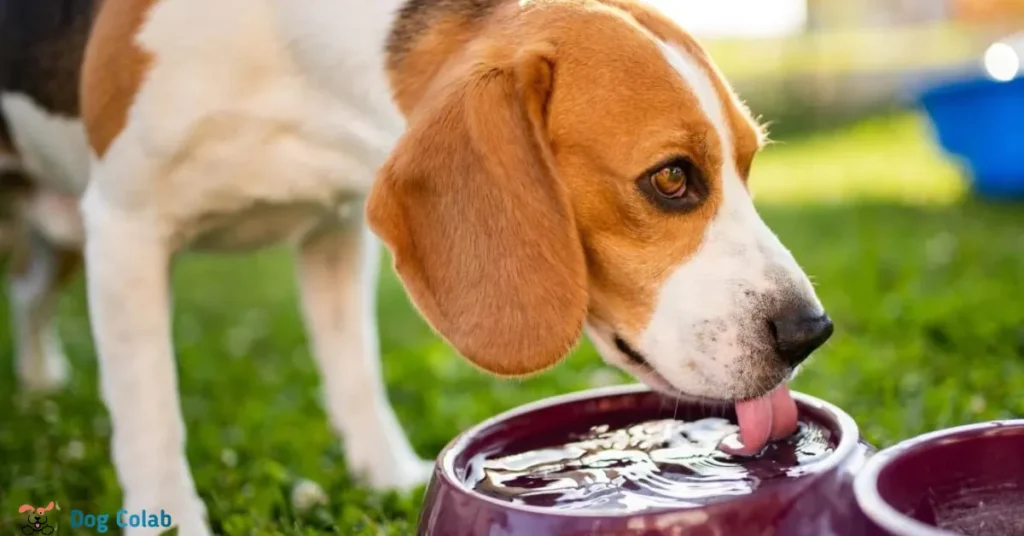 how to stop dog from spilling water bowl
