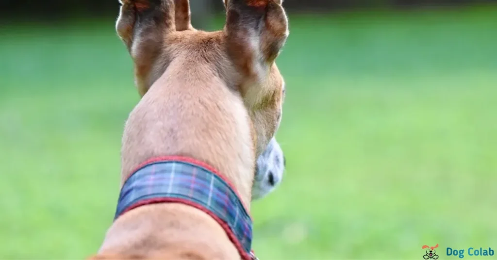 how to fix a dog collar that's too big
