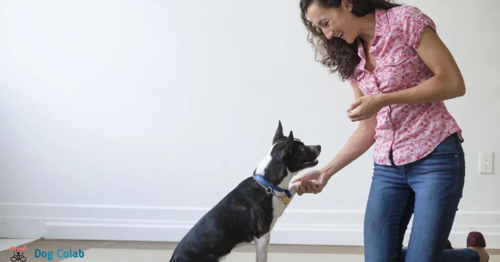 Should you leave a collar on a puppy
