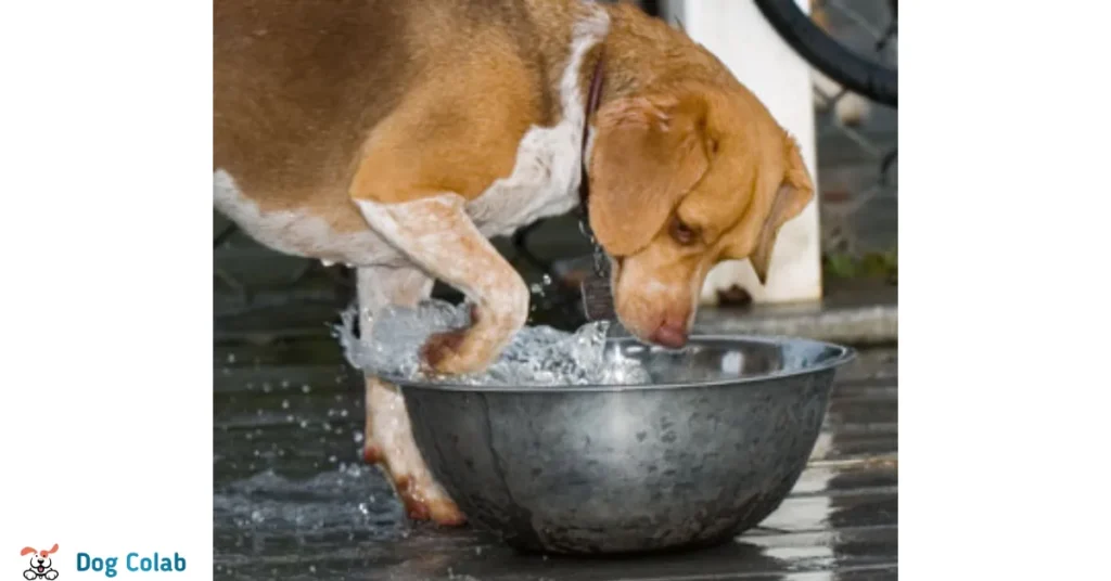 why does my dog dump his water bowl over
