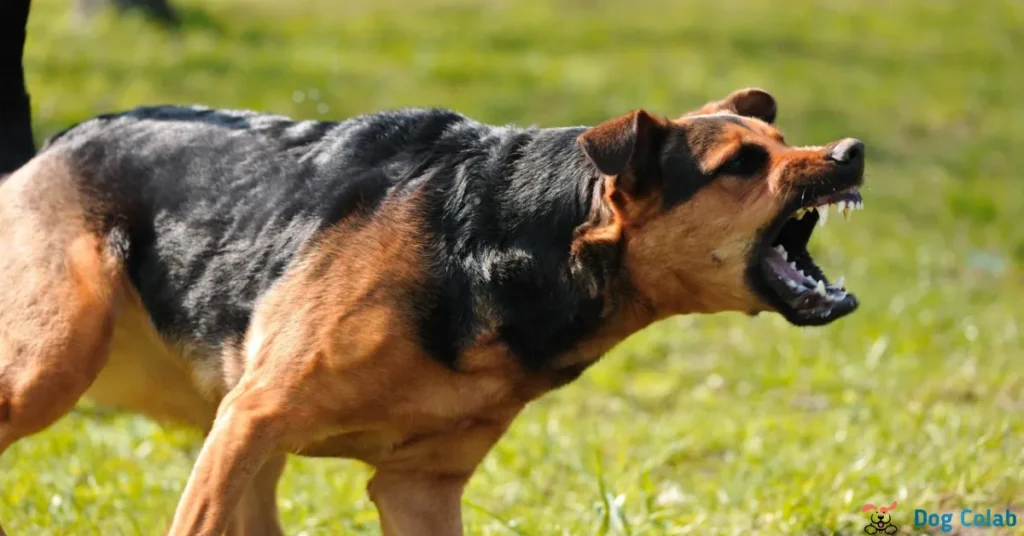 how to put a collar on an aggressive dog
