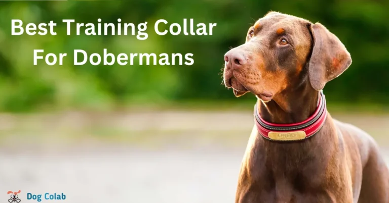 best training collar for dobermans