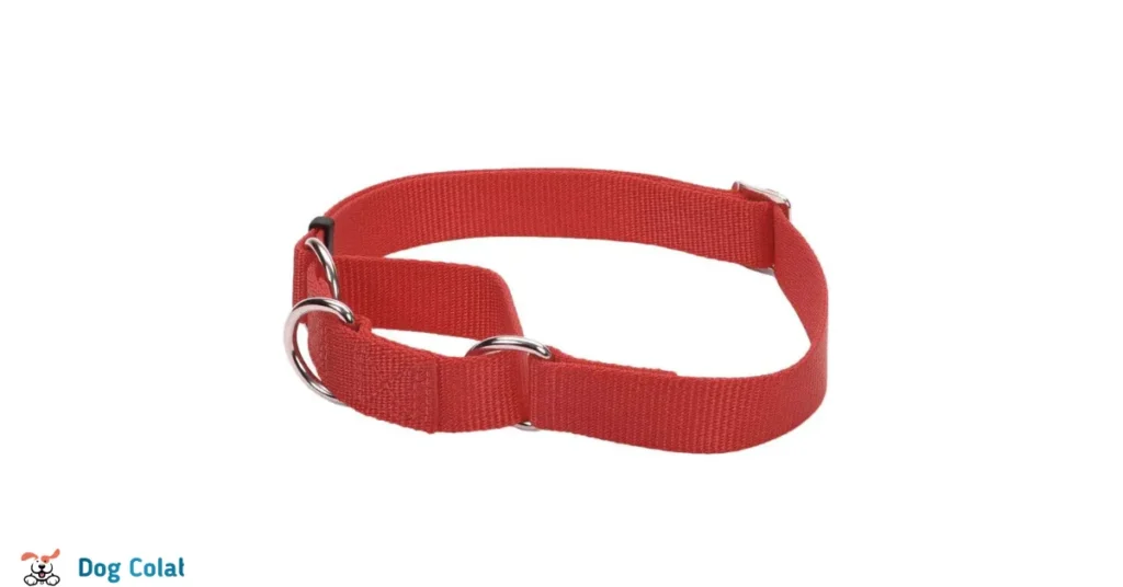 types of dog collar closures
