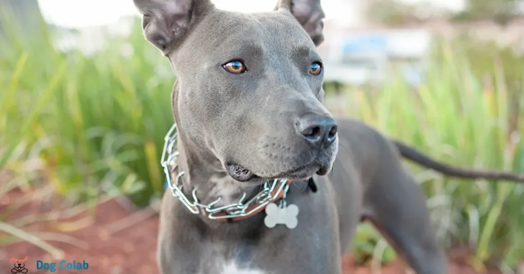 are prong collars safe for dogs
