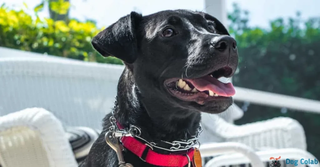 At what age can you use a prong collar on a puppy
