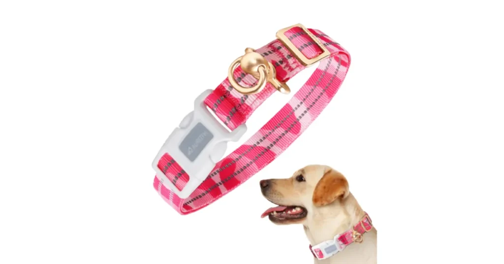 unique dog collar
