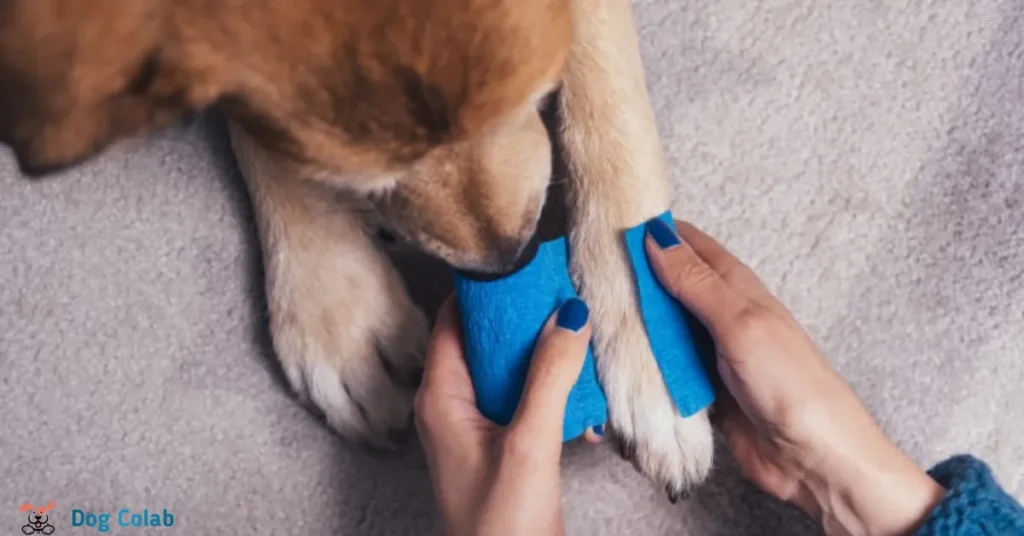 how to keep dog from licking wound on paw
