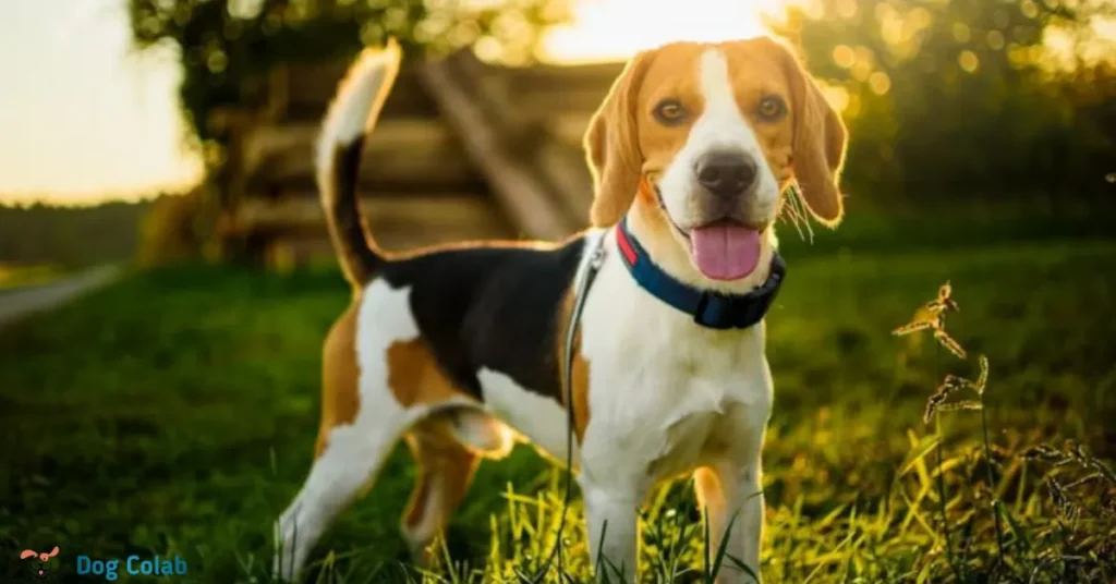 best training collar for beagles
