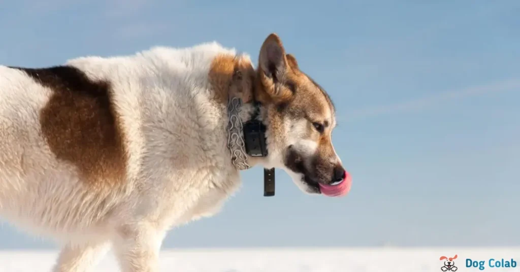 can a shock collar cause sores
