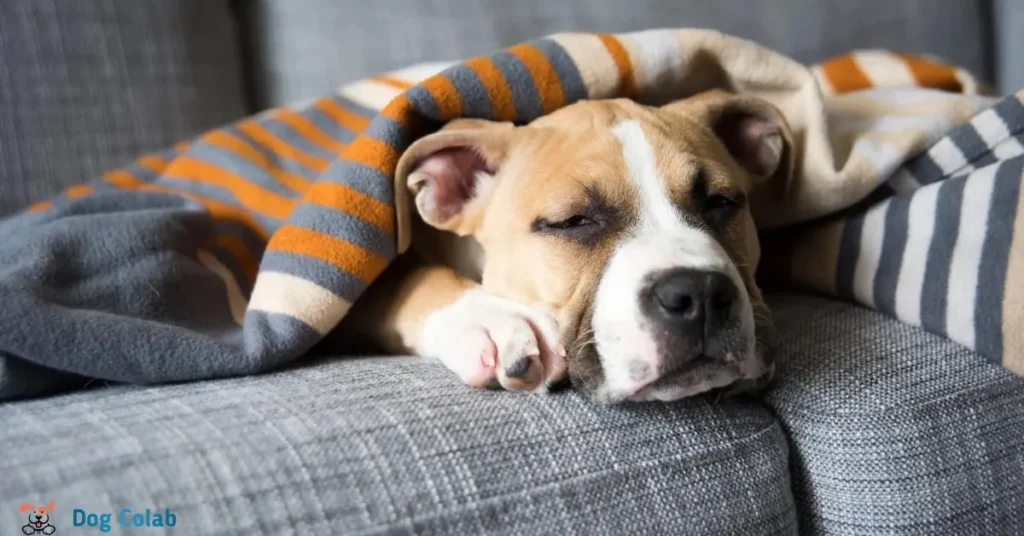 do dogs prefer to sleep alone
