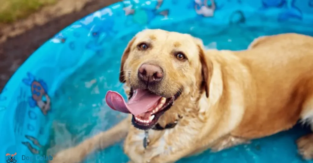 how to keep dogs cool in summer outside