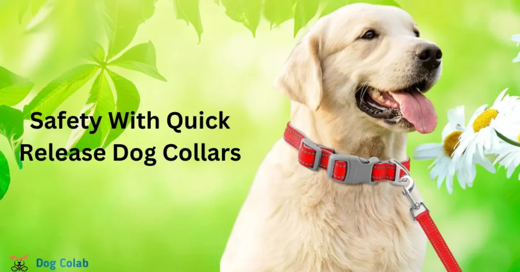 whats a quick release collar
