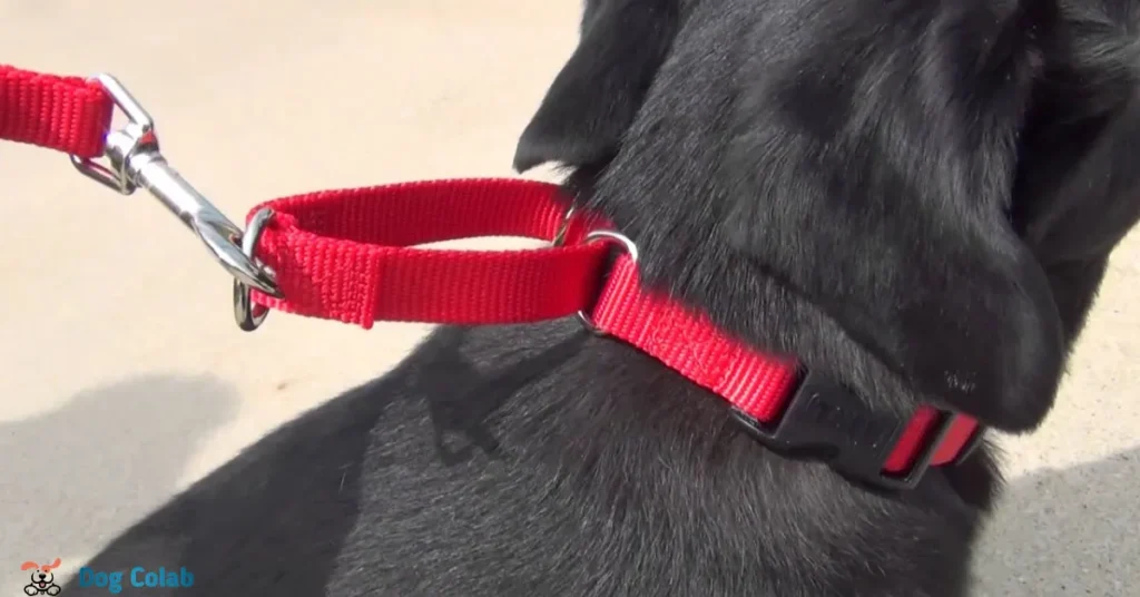 are martingale collars good for dogs that pull
