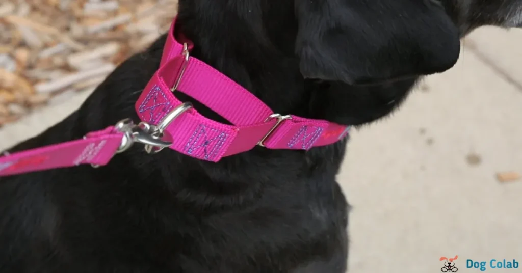 How Does a Martingale Collar Work