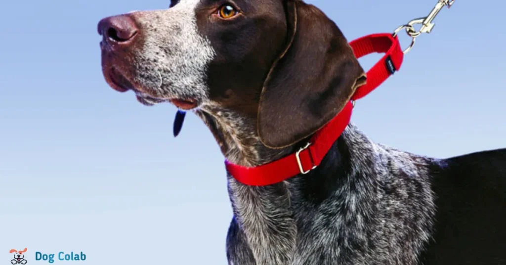 how to fit a martingale collar on a dog