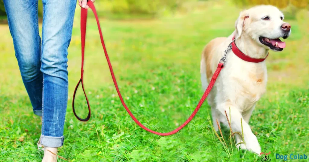 how to stop your dog from pulling on a leash
