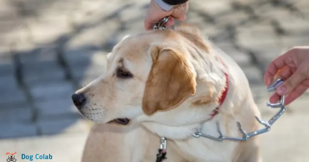 how to use a prong collar correctly
