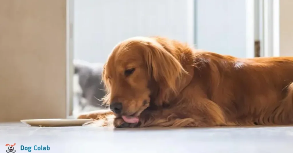 how to stop dog licking wound without collar