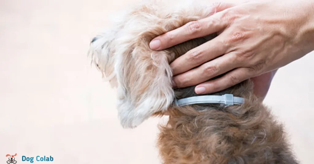 are seresto collars dangerous for dogs
