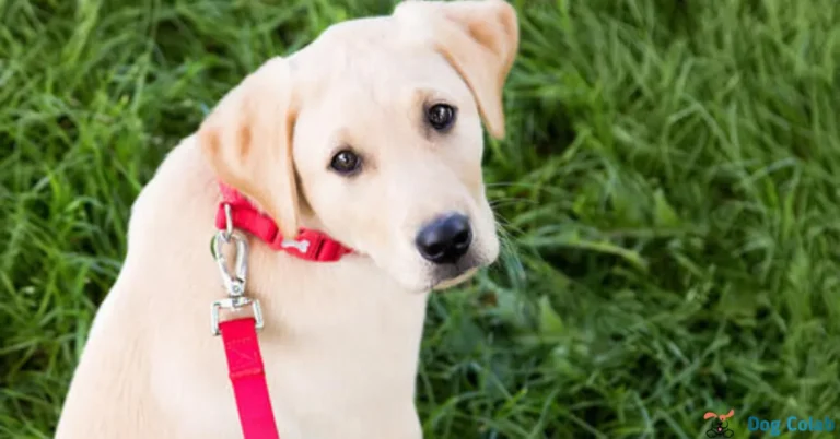 how long does it take for a puppy to get used to a collar