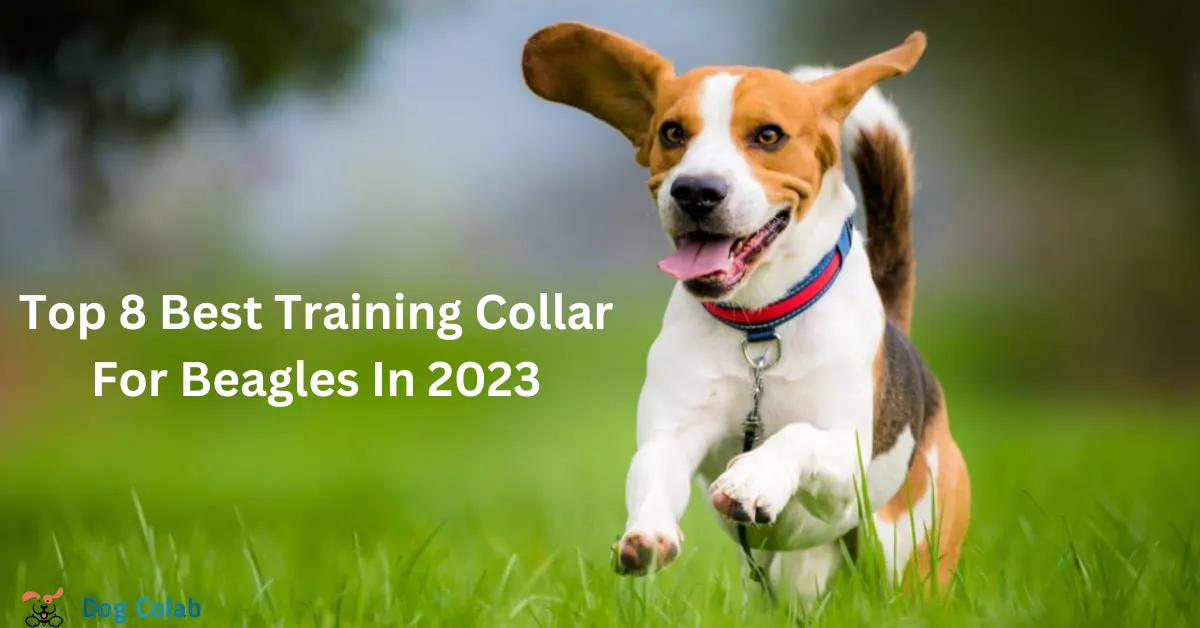 best training collar for beagles