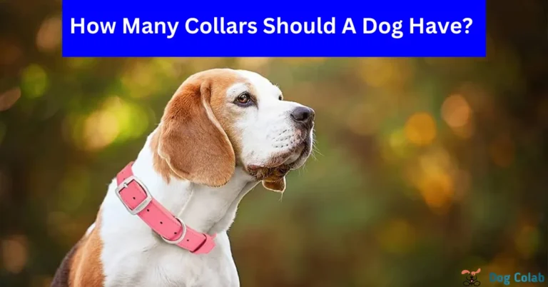 how many collars should a dog have