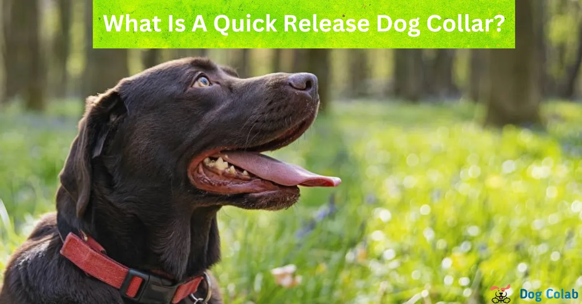 what is a quick release dog collar