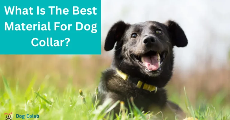 what is the best material for dog collar