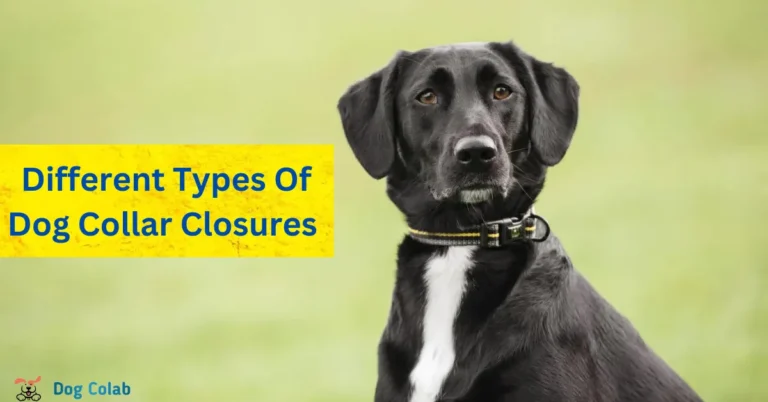 types of dog collar closures