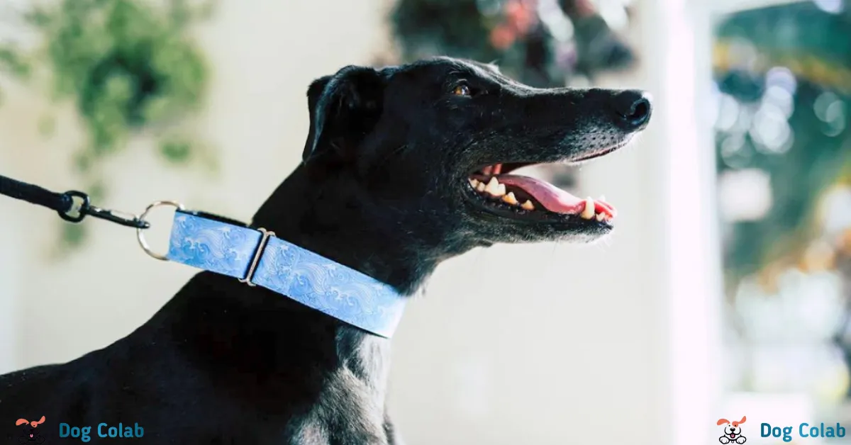 are martingale collars good for dogs that pull