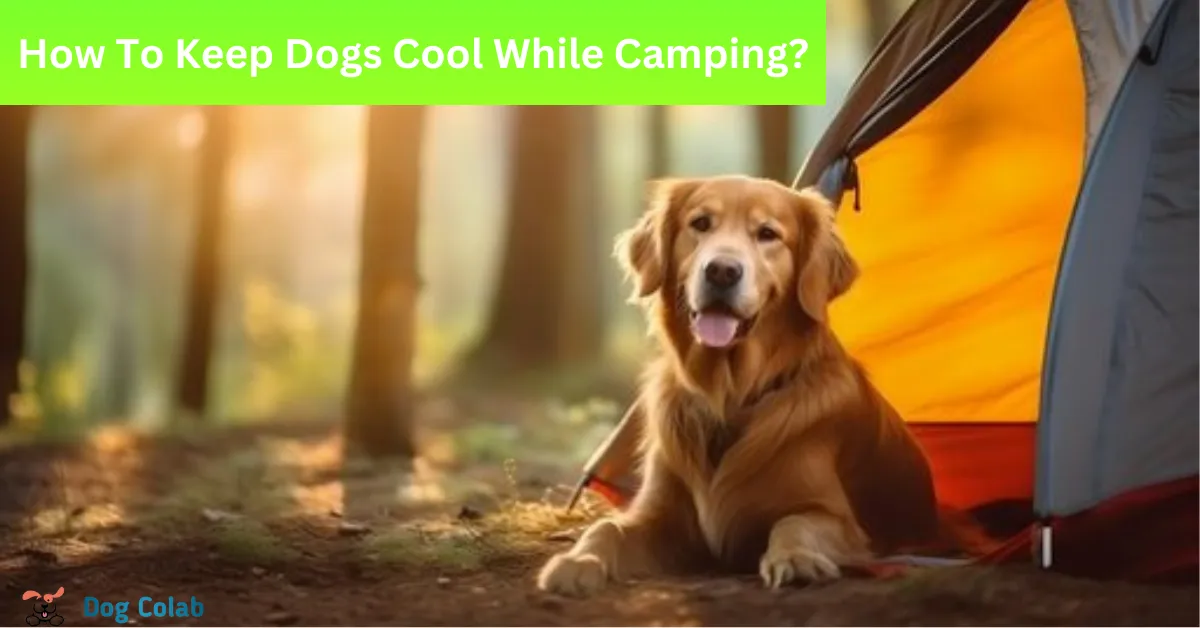 how to keep dogs cool while camping